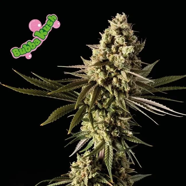 Φωτογραφία προϊόντος: Bubba Kush Feminized (Seedsman)