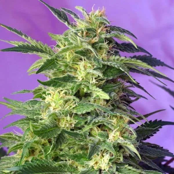Φωτογραφία προϊόντος: Killer Kush Auto (Sweet Seeds)