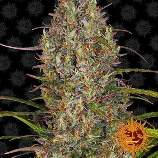 Φωτογραφία προϊόντος: Barney's Farm Glue Gelato Auto (Barney s Farm)