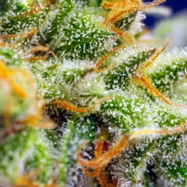 Φωτογραφία προϊόντος: Crystal Candy XL Auto (Sweet Seeds)