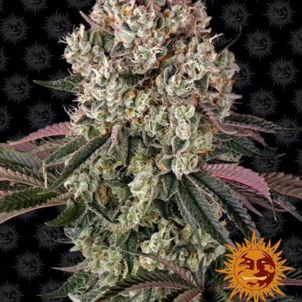 Φωτογραφία προϊόντος: Barney's Farm Glookies Feminized (Barney s Farm)