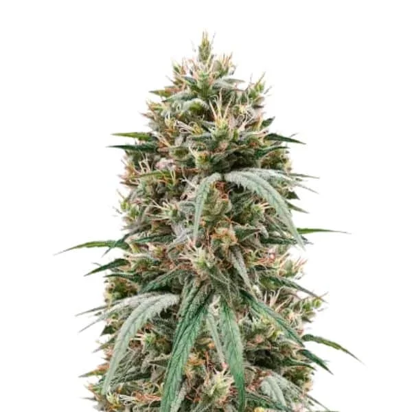 Φωτογραφία προϊόντος: Blueberry Hill Feminized Seeds (Herbies Seeds)