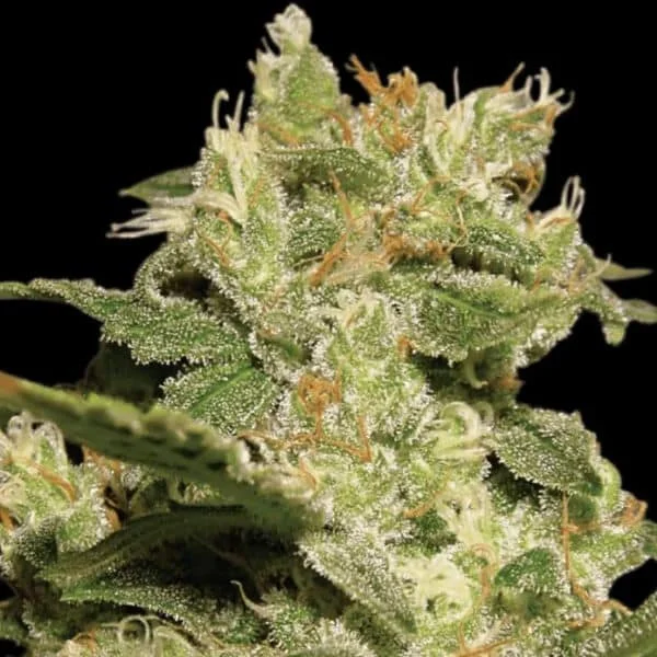 Φωτογραφία προϊόντος: Auto Jack (Paradise Seeds)