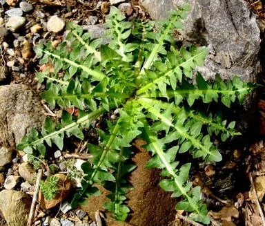 Φωτογραφία προϊόντος: Ραδίκι Taraxacum(Καβουράκι) | 250gr