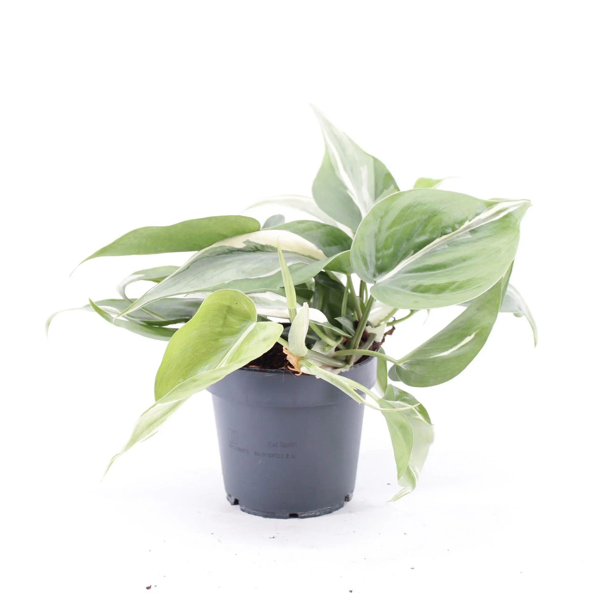 Φωτογραφία προϊόντος: "Φιλόδενδρο" Philodendron Rio Gabriella