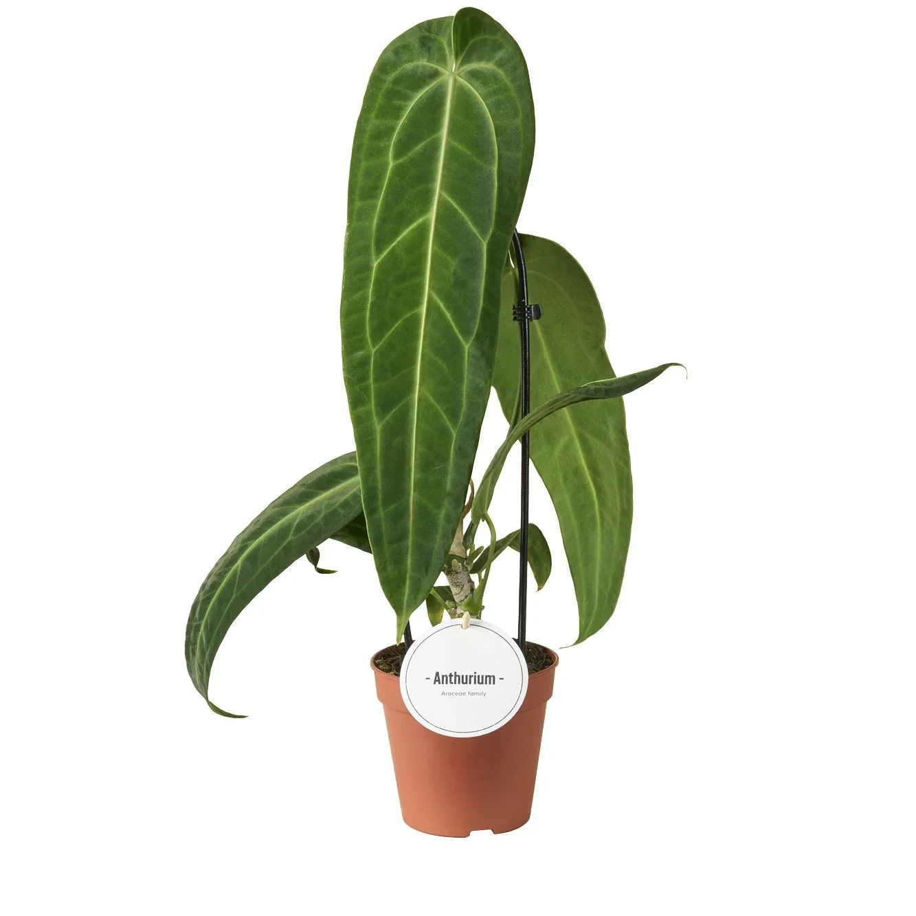 Φωτογραφία προϊόντος: "Ανθούριο" Anthurium Warocqueanum