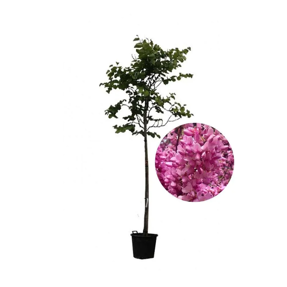 Φωτογραφία προϊόντος: "Κουτσουπιά" Cercis Siliquastrum