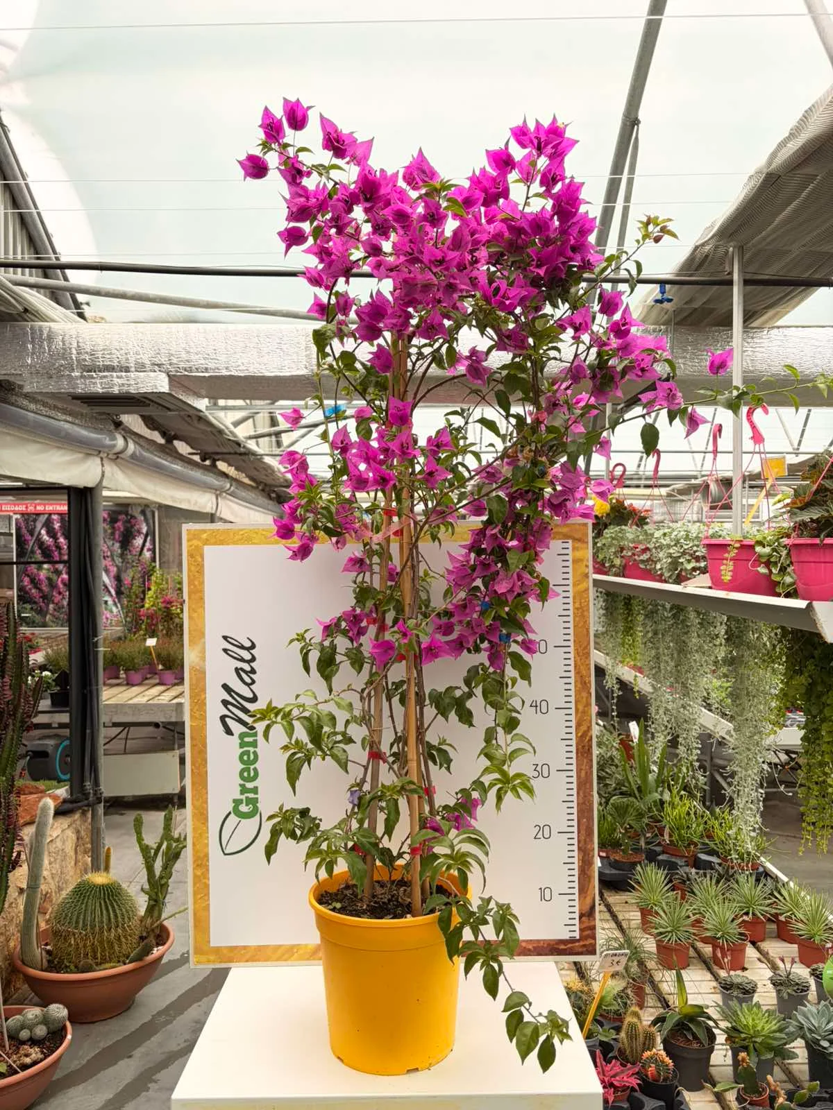 Φωτογραφία προϊόντος: "Βουκαμβίλια" Bougainvillea Dania Bamboo PIRAMIDE colour Pinky