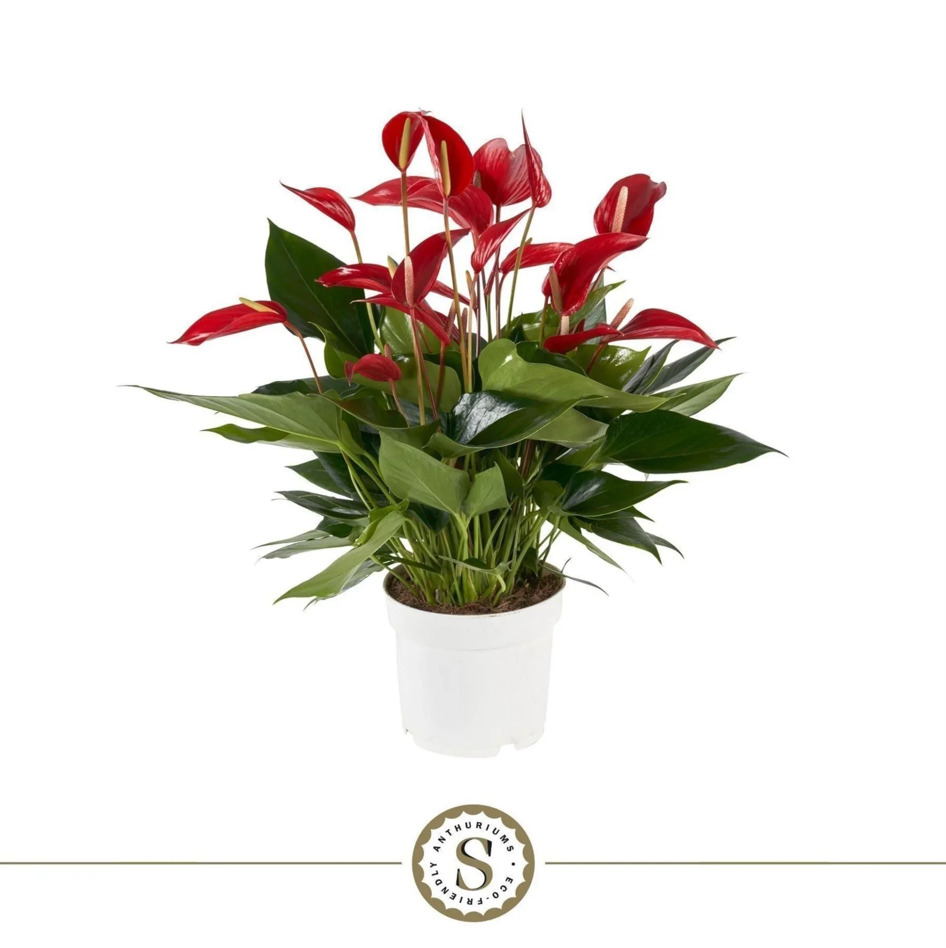 Φωτογραφία προϊόντος: "Ανθούριο" Anthurium Banderola Roja Mille Fleurs XXL