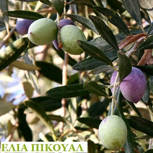 Φωτογραφία προϊόντος: "Ελιά Πίκουαλ" Olea Picual Olive Tree
