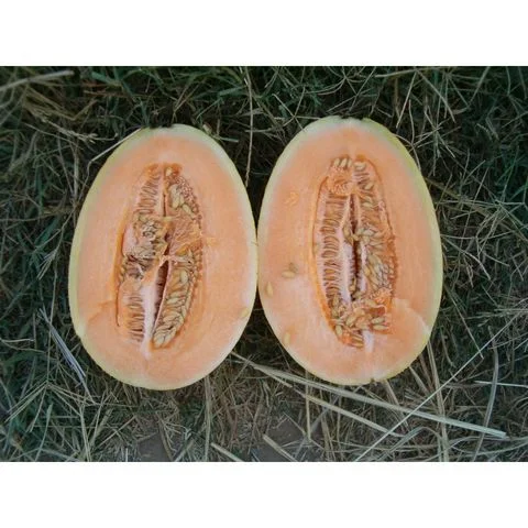 Φωτογραφία προϊόντος: Πεπόνι Ananas 160 F1 | 500 Σπόρων