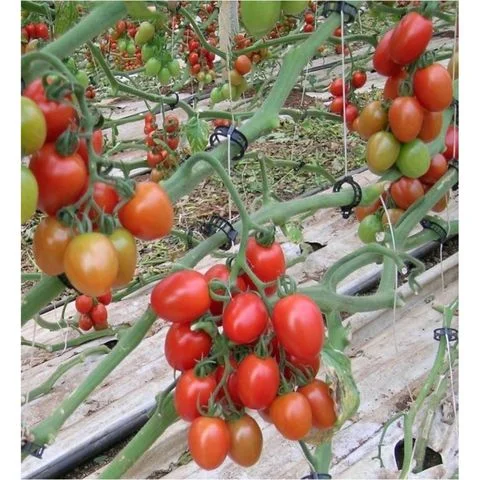 Φωτογραφία προϊόντος: Βελανίδι Αναρ/νο Zucchello F1 | 1000 Σπόρων