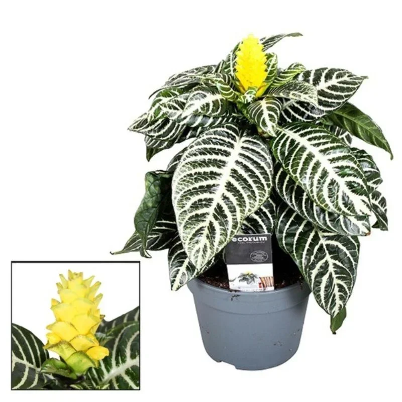 Φωτογραφία προϊόντος: "Αφελάνδρα" Aphelandra Squarrosa Dania