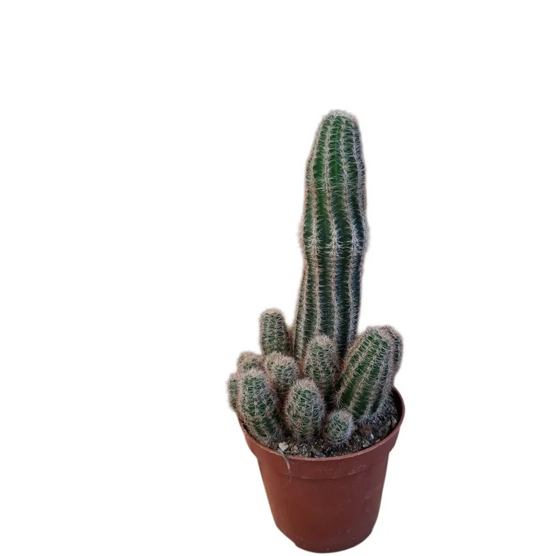 Φωτογραφία προϊόντος: OEM Echinocereus pectinatus