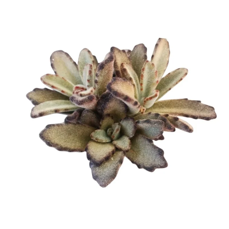 Φωτογραφία προϊόντος: OEM Kalanchoe tomentosa Baker