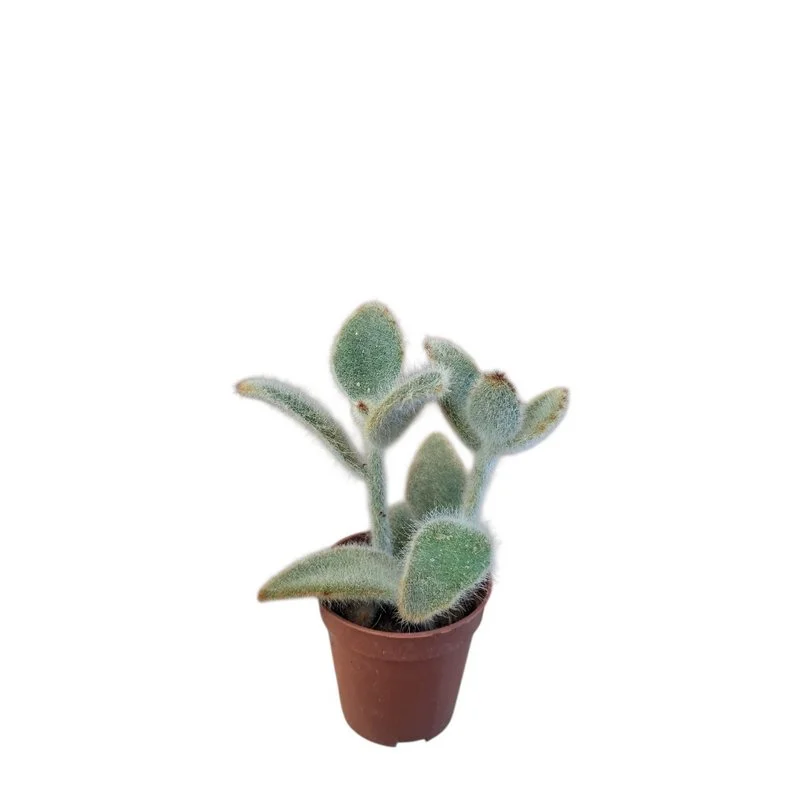 Φωτογραφία προϊόντος: OEM Klanchoe eriophylla