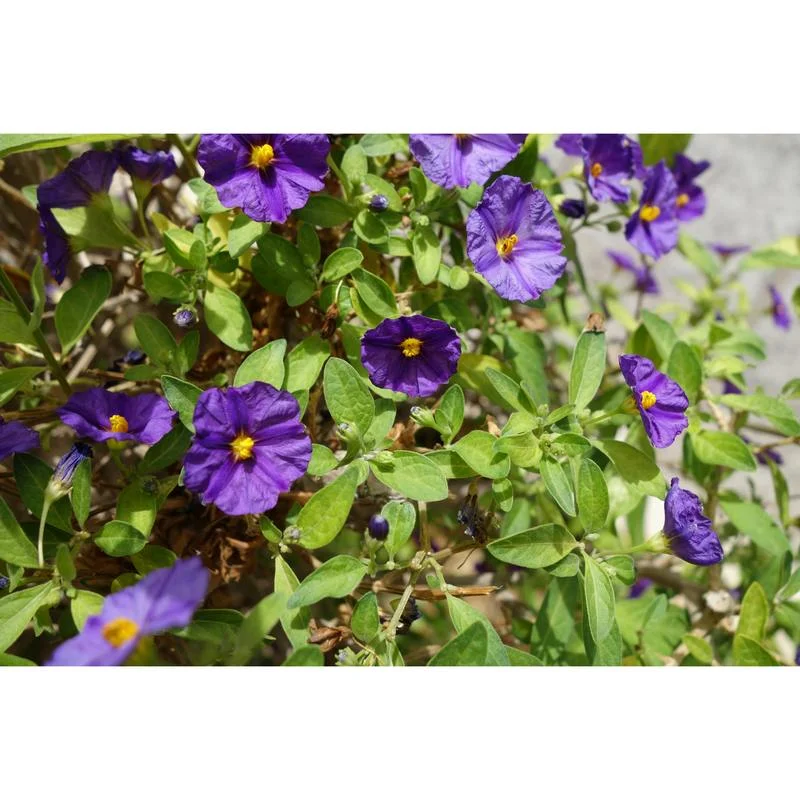 Φωτογραφία προϊόντος: OEM ΣΟΛΑΝΟΥΜ - SOLANUM