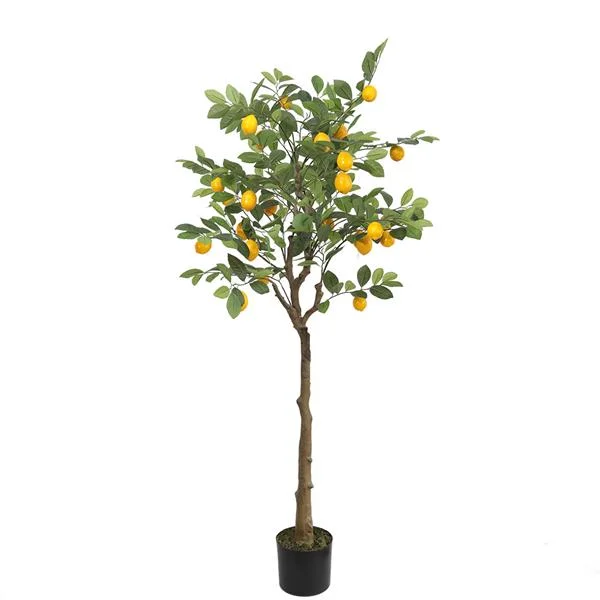 Φωτογραφία προϊόντος: ΟΕΜ LEMON TREE NP_30_170 ΥΨΟΣ 170cm |