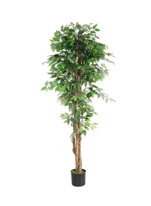 Φωτογραφία προϊόντος: ΟΕΜ FICUS TREE NP0081_210 ΥΨΟΣ 210cm |