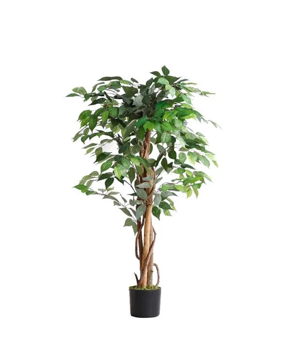 Φωτογραφία προϊόντος: ΟΕΜ FICUS TREE NP0078_120 YΨΟΣ 120cm |