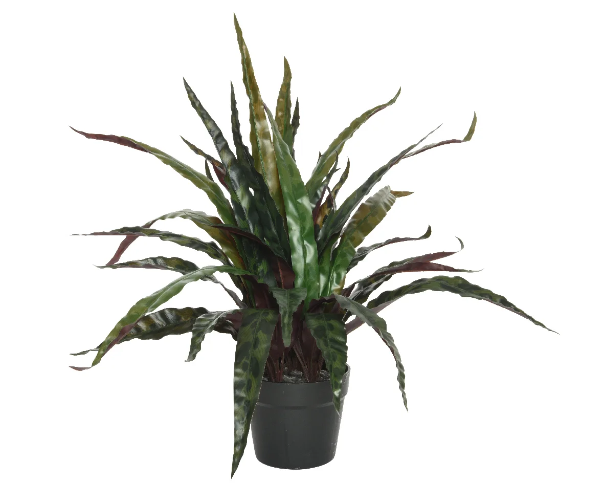 Φωτογραφία προϊόντος: papachatzis spring Calathea Σε Κασπώ Small Πράσινο 46cm