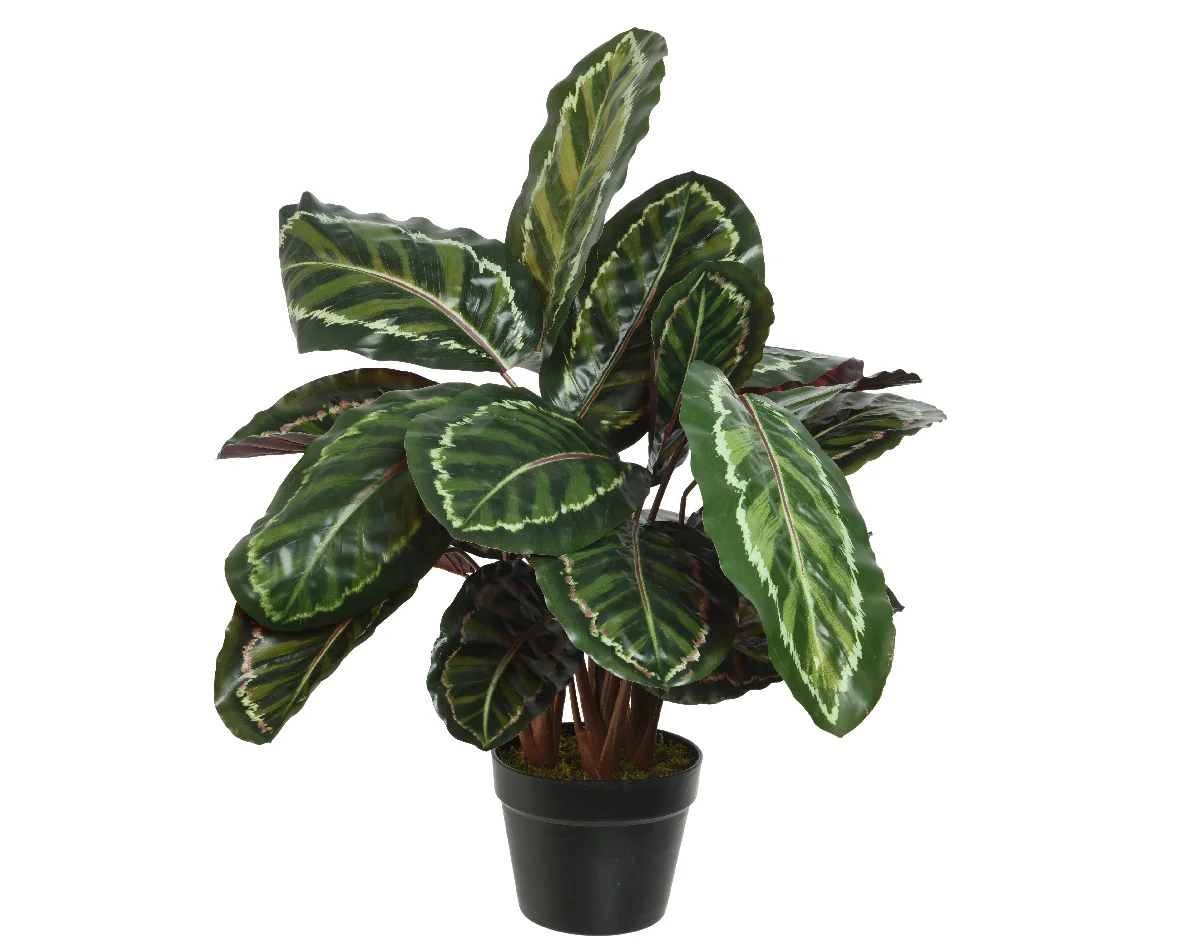 Φωτογραφία προϊόντος: papachatzis spring Δεντράκι Calathea Σε Κασπώ Πράσινο 69cm