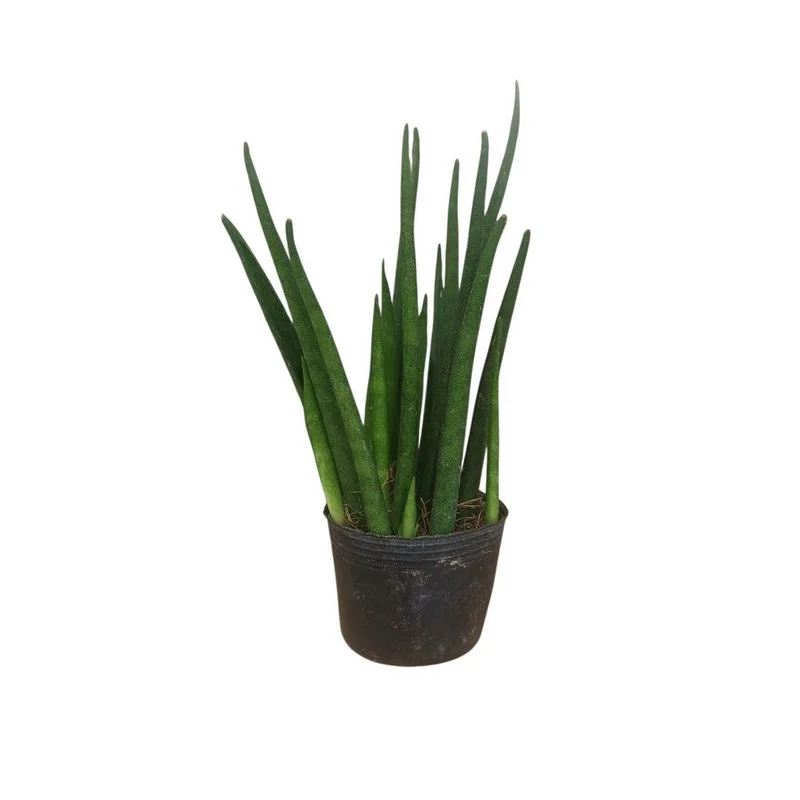 Φωτογραφία προϊόντος: OEM Dracaena bacularis