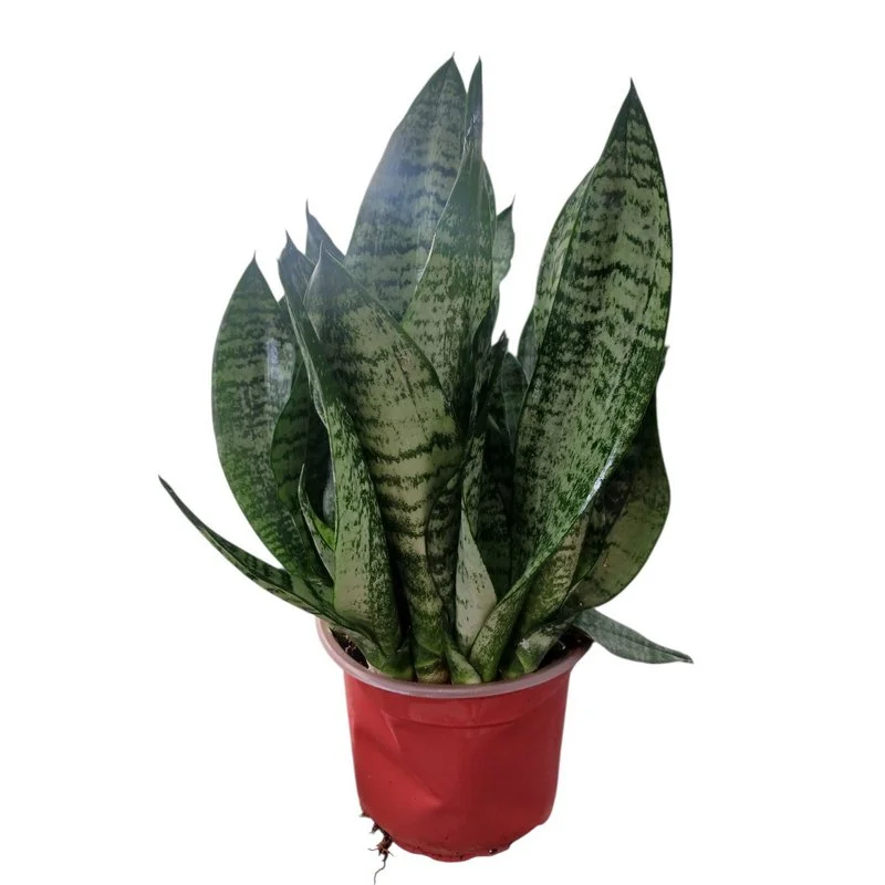 Φωτογραφία προϊόντος: OEM Σανσιβέρια - Dracaena trifasciata
