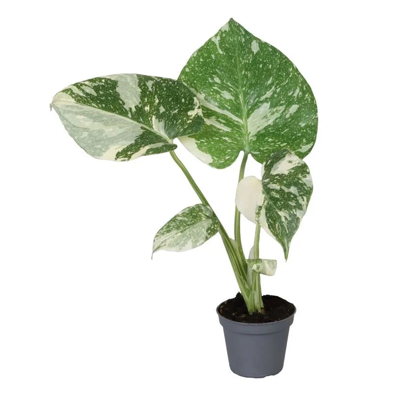 Φωτογραφία προϊόντος: OEM Μονστέρα - Monstera Thai Constellation