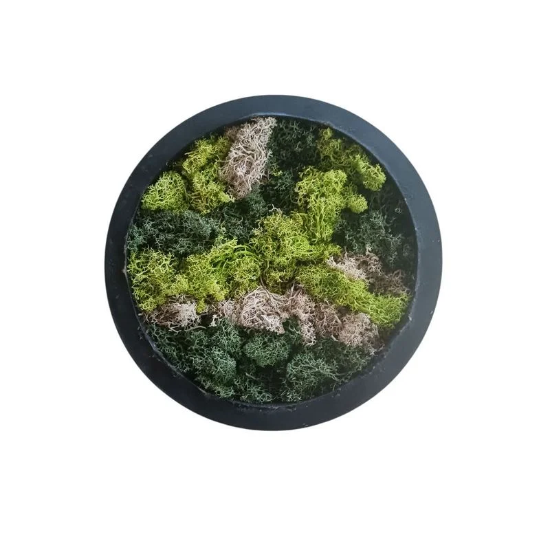 Φωτογραφία προϊόντος: OEM Πίνακας Moss Art