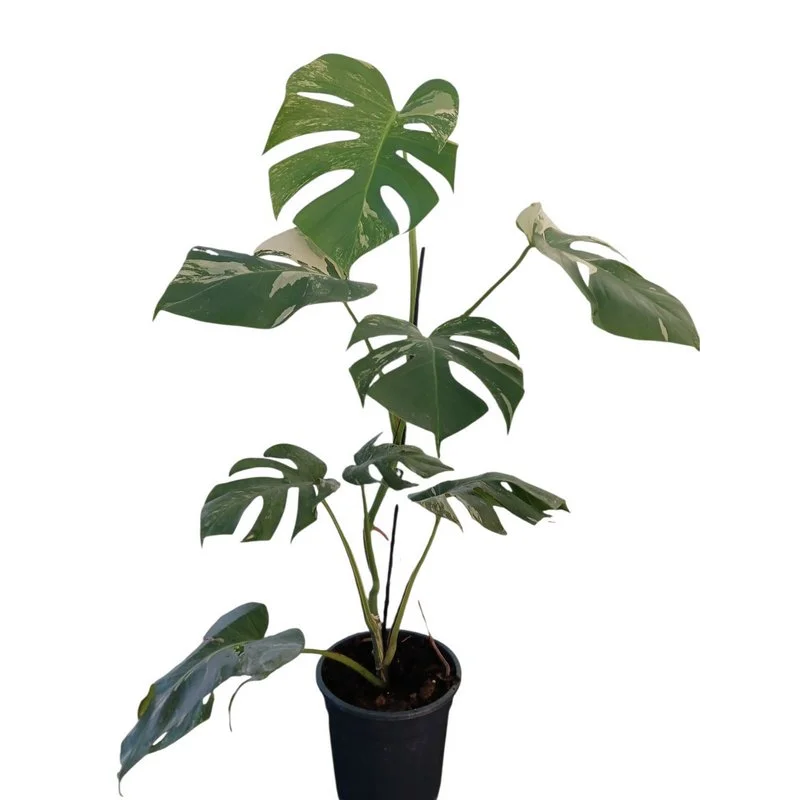 Φωτογραφία προϊόντος: OEM Monstera Delitciosa Variegata Albo