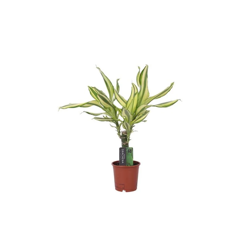 Φωτογραφία προϊόντος: OEM Dracaena yellow coast