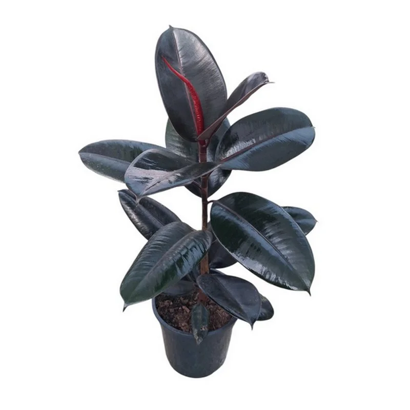 Φωτογραφία προϊόντος: OEM ΦΙΚΟΣ Ficus Elastica Abidjan