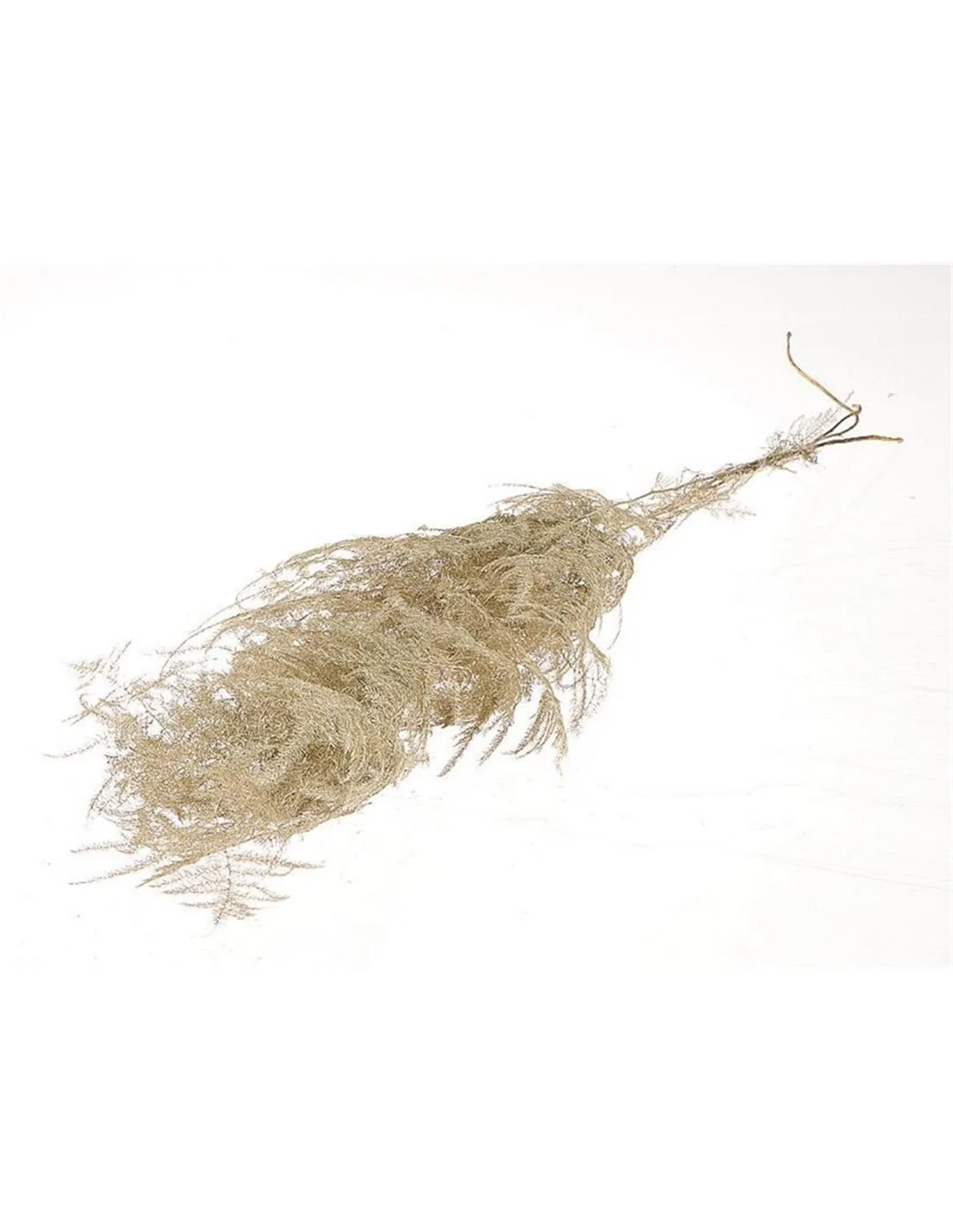 Φωτογραφία προϊόντος: Plastona Asparagus φυσικό Η90cm