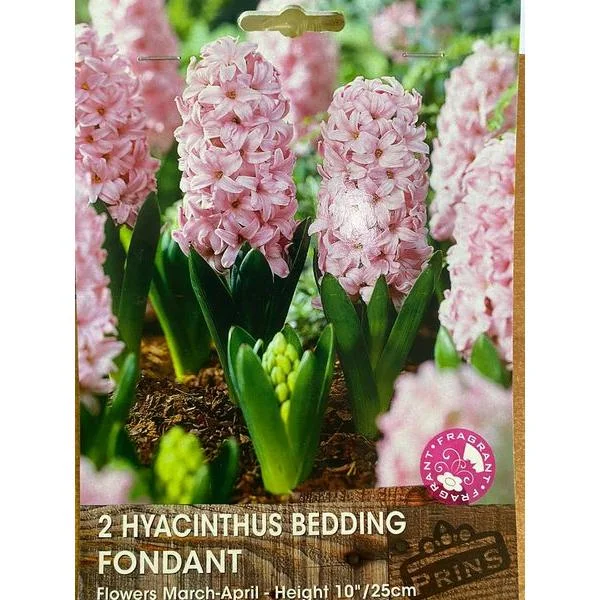 Φωτογραφία προϊόντος: Υάκινθος "Fondant"