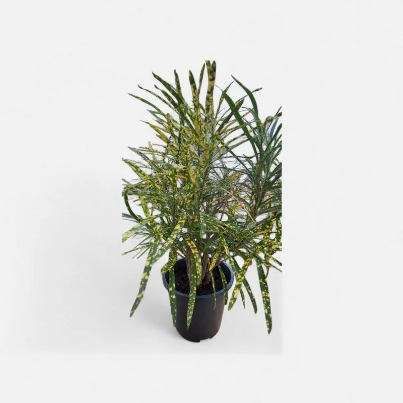 Φωτογραφία προϊόντος: OEM Κρότωνας Croton Codiaeum ''Pictum''