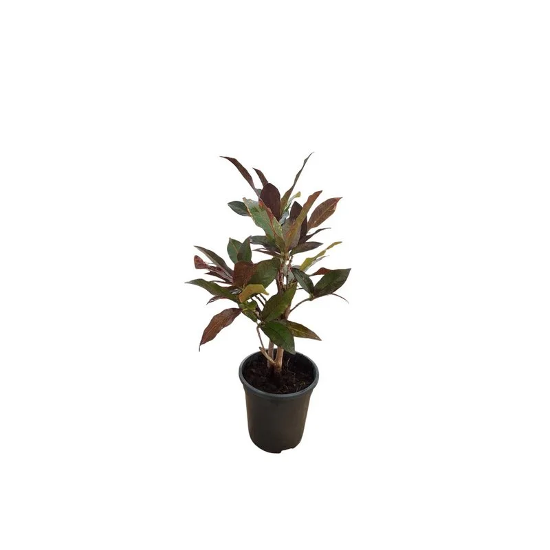 Φωτογραφία προϊόντος: OEM Κρότωνας Croton Codiaeum ''Mrs Iceton''
