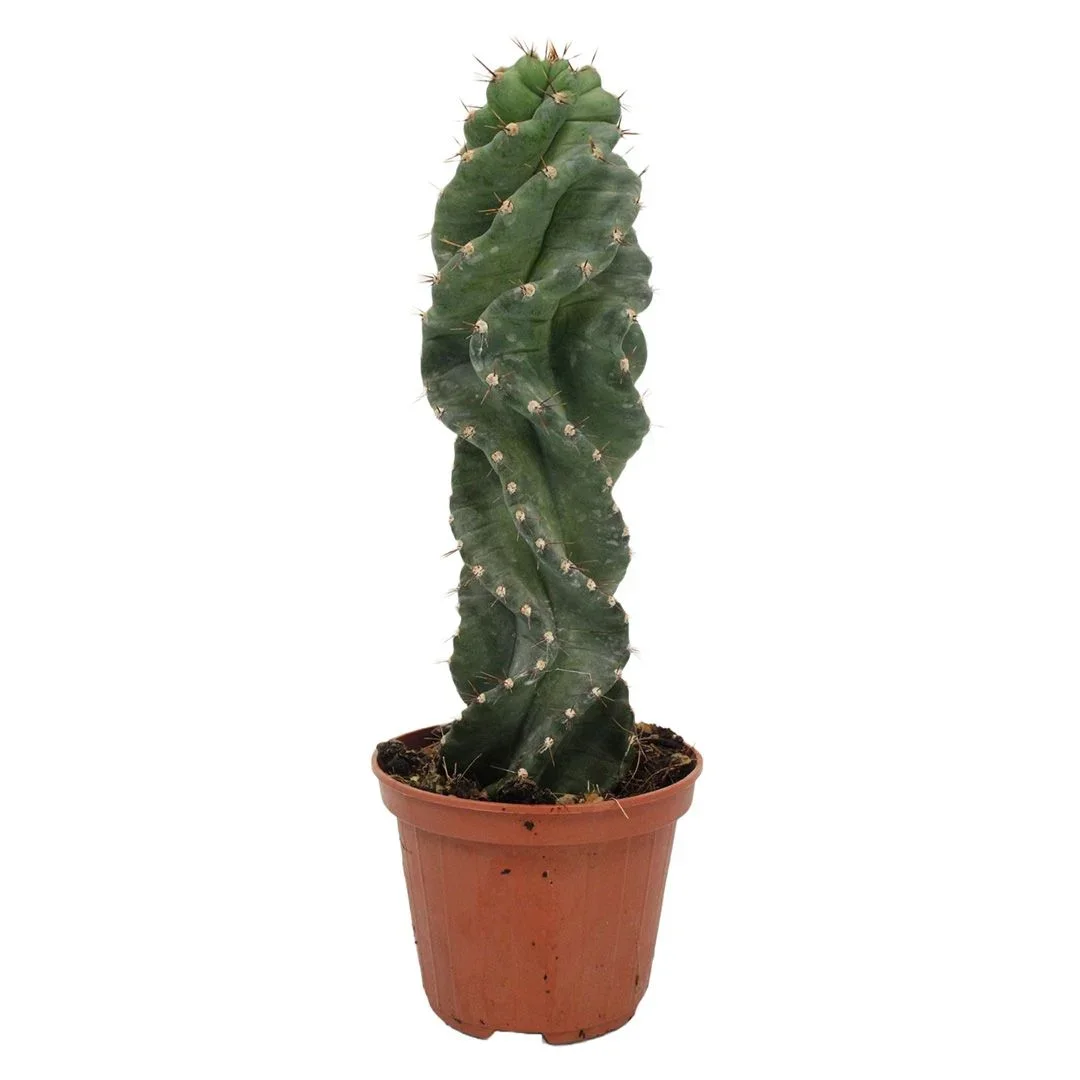 Φωτογραφία προϊόντος: Κάκτος Cereus Forbesi Spiralis