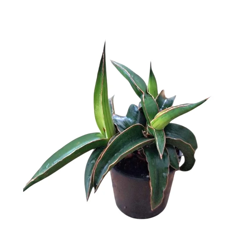 Φωτογραφία προϊόντος: OEM Sansevieria ''Star Canary''