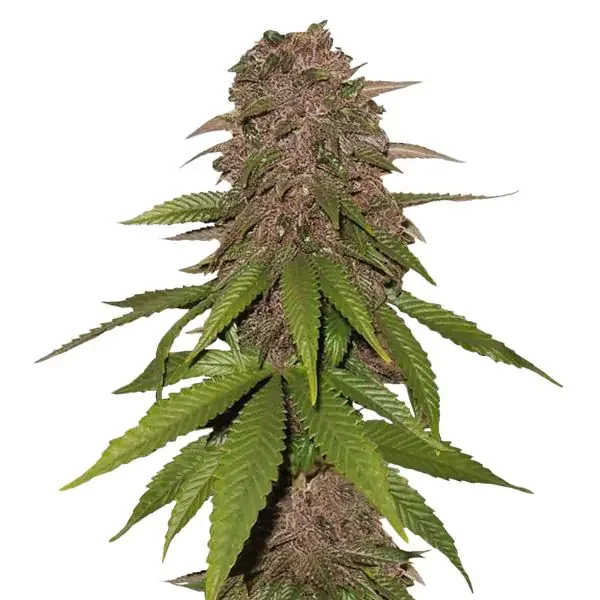 Φωτογραφία προϊόντος: 420 Fast Buds C4 Auto (Fast Buds)