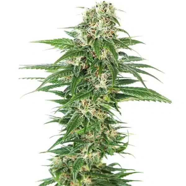 Φωτογραφία προϊόντος: Early Skunk Automatic seeds - 3 seeds (Sensi Seeds)