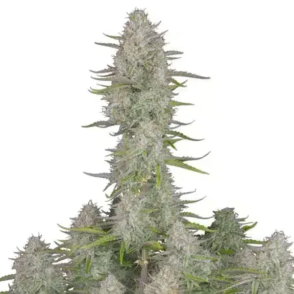 Φωτογραφία προϊόντος: 420 Fast Buds Wedding Cheesecake Auto (Fast Buds)