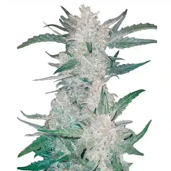 Φωτογραφία προϊόντος: 420 Fast Buds Mexican Airlines Auto (Fast Buds)