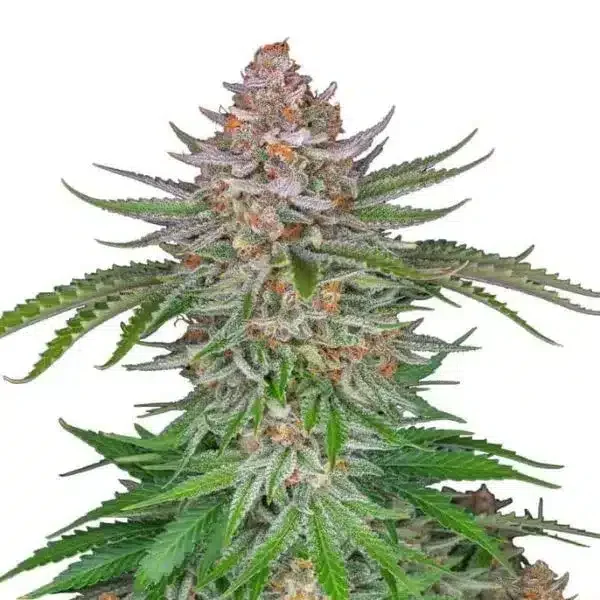 Φωτογραφία προϊόντος: 420 Fast Buds Strawberry Pie Auto (Fast Buds)