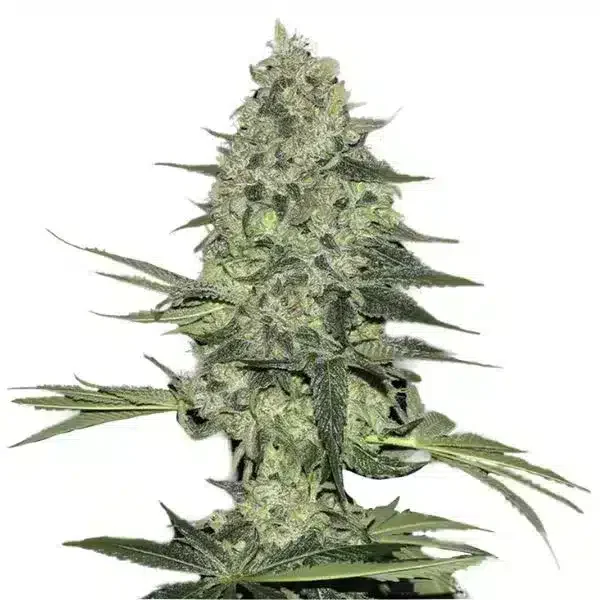 Φωτογραφία προϊόντος: 420 Fast Buds Rhino Ryder Auto - 3 seeds (Fast Buds)