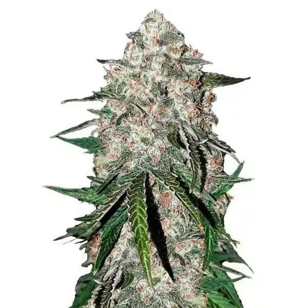 Φωτογραφία προϊόντος: 420 Fast Buds Smoothie Auto (Fast Buds)