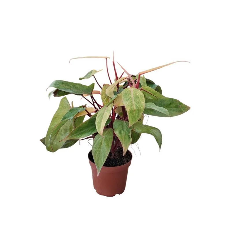 Φωτογραφία προϊόντος: OEM ΦΙΛΟΔΕΝΤΡΟ Philodendron Erubescens