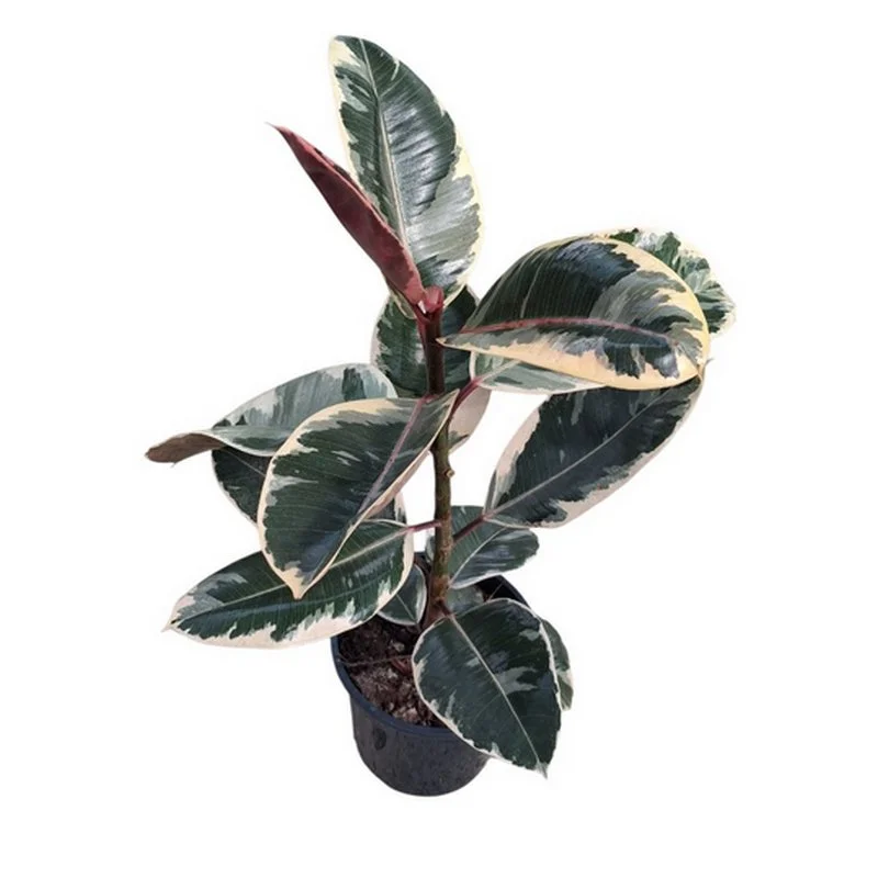 Φωτογραφία προϊόντος: OEM ΦΙΚΟΣ Ficus Elastica Tineke