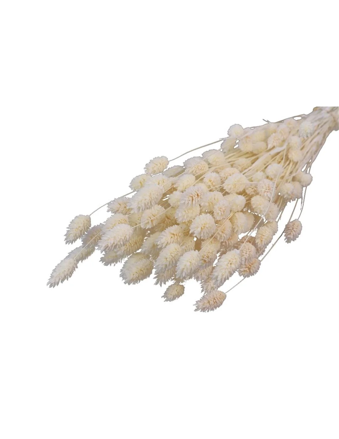Φωτογραφία προϊόντος: Plastona Falaris φυσικό Η70cm