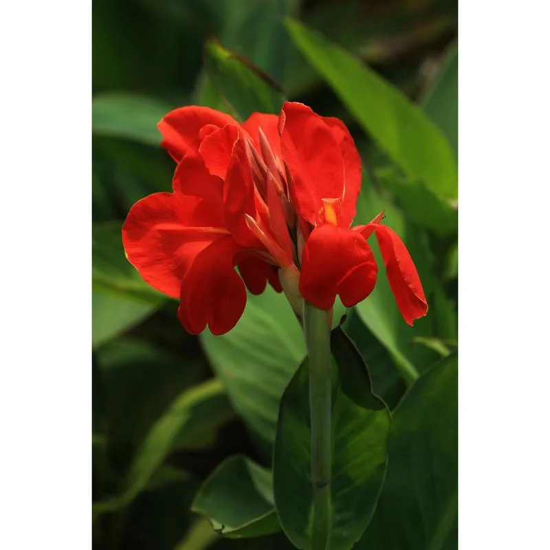 Φωτογραφία προϊόντος: OEM CANNA - ΚΑΝΝΑ